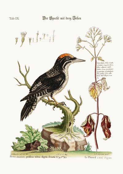 The three-toed Woodpecker, 1749-73 by George Edwards